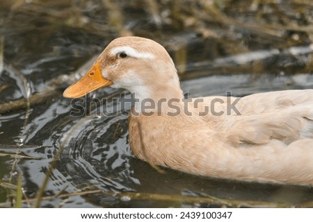 saxony duck on the water in the park, closeup 