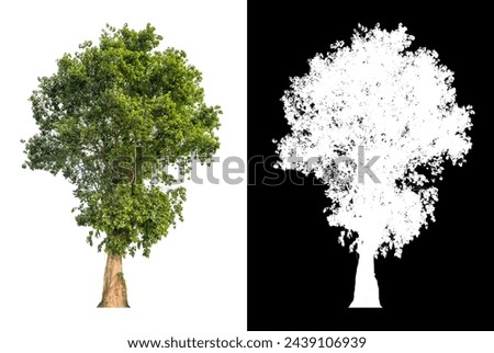 isolated tree on white background with clipping path alpha picture