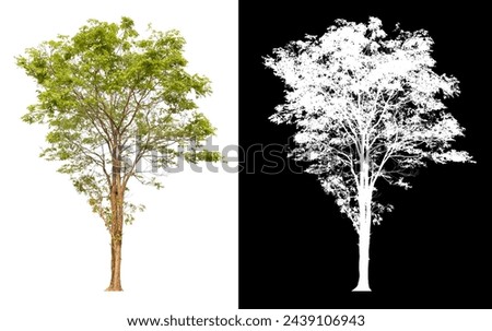 isolated tree on white background with clipping path alpha picture