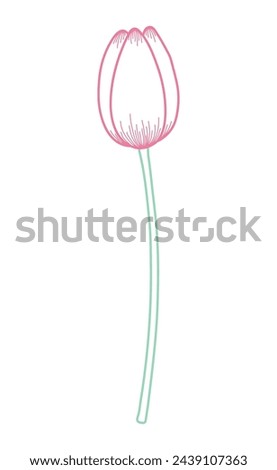 Tulip flower outline, hand drawn line art illustration. Spring blossom, pink bloom, floral element. Vector design, isolated. Mothers Day, Easter, seasonal, botanical clip art