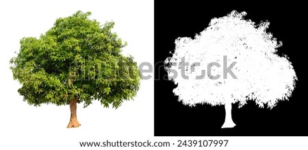 isolated mango tree on white background with clipping path and alpha tree 