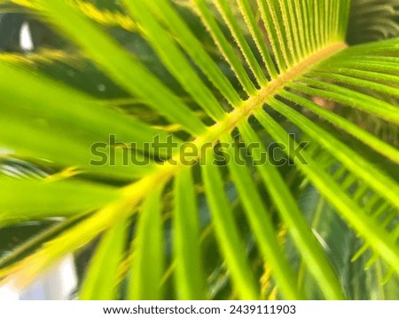 Vertical shot of a green palm leaf, emphasizing the intricate details of the central vein. Selective focus enhances the texture and natural beauty of the leaf.