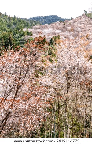 Thousand Trees of Cherry Blossoms: Spring’s Symphony at Mount Yoshino	