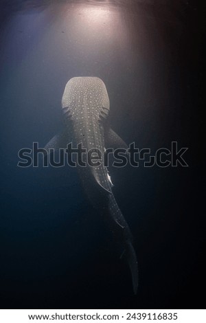Underwater Close Photo of the giant whale shark 