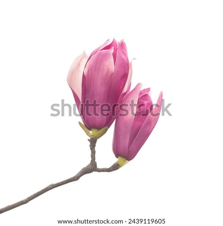 pink magnolia flower branch isolated on white background