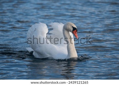 Close-up of swan swimming on lake. Selective focus. Royalty-Free Stock Photo #2439121265