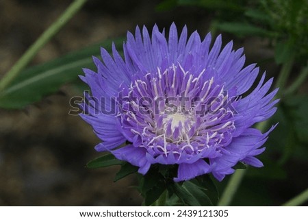 Stokesia is a monotypic genus of flowering plants in the daisy family, Asteraceae, containing the single species Stokesia laevis. Common names include Stokes' aster and stokesia.