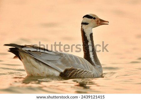 Bar-headed goose The fur on the body is gray, the throat is white, face and bill are yellow, black stripe on the head. Stand and relax, spread wings in the golden light of the evening sunset bokeh.