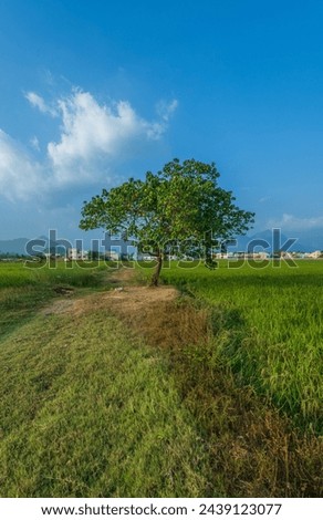 Alone neem tree inside the paddy field.