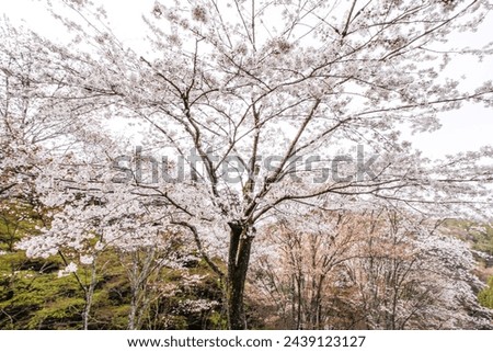 Spring’s Palette Unfolds: Cherry Blossoms at Mount Yoshino, Nara, Japan	