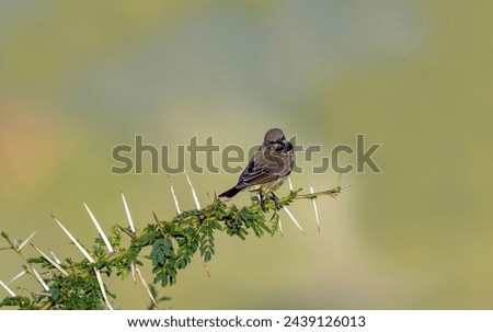 Black-chinned Hummingbird on tree branch