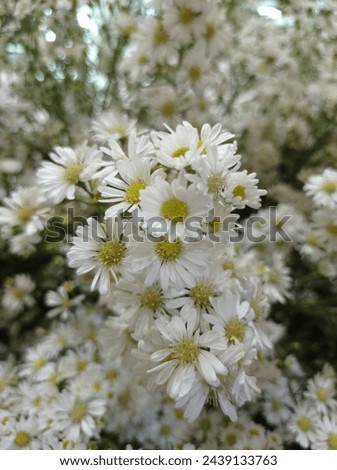 Picture of nature, the beautiful white frost aster also called as Symphyotrichum pilosum, hairy white oldfield, frost, white heath, heath, hairy, common old field aster