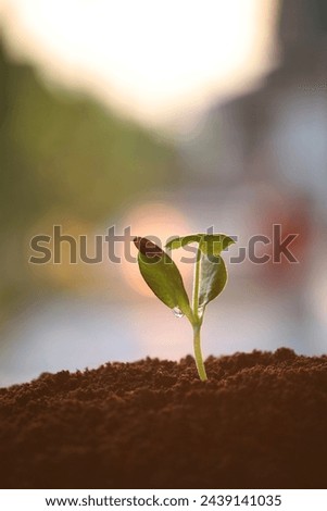 pumpkin sprout growing under sunlight macro close up small plant planting