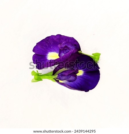 A pic of two Telang or Butterfly Pea with Scientifc Name as Clitoria ternatea