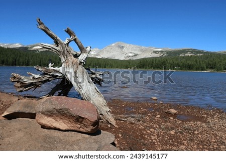 Brainard Lake in Colorado's Indian Peaks Wilderness.  Blue sky, grassy shores and pine trees along shore in Colorado high country.  Rustic weathered stump on shoreline with small boulder. Royalty-Free Stock Photo #2439145177