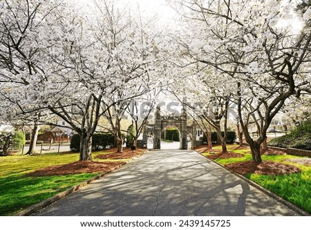Historic Oakwood cemetery entrance and Spring trees in bloom in Raleigh North Carolina Royalty-Free Stock Photo #2439145725