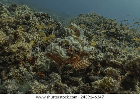 Coral reef and water plants at the Sea of the Philippines