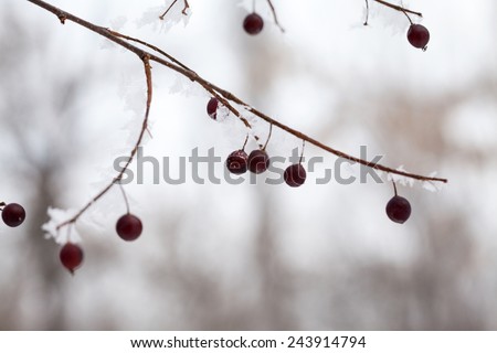 Branches with berries full of hoarfrost on natural background