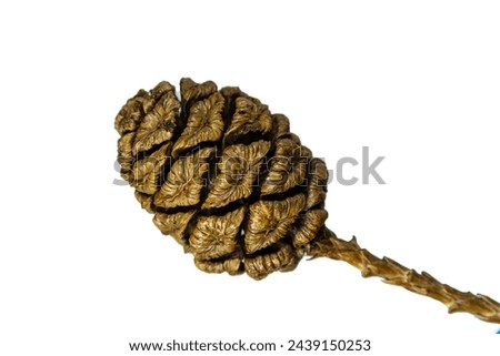 Giant Redwood Cone. Beautiful seed cone with lovely symmetrical shapes against a white background with stalk, Royalty-Free Stock Photo #2439150253