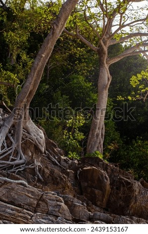 Tree roots on the beach abstract photo