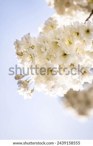 Beautiful nature scene with blooming white cherry tree in spring. Sakura flowers in bloom. Light of the evening sun, sunset Royalty-Free Stock Photo #2439158555