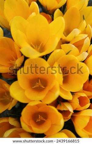 Yellow  Crocuses with soft petals and stamens , blooming yellow crocuses in the garden, blossom ,yellow crocuses vertical,  spring flowers macro, floral photo, beauty in nature, macro photography
