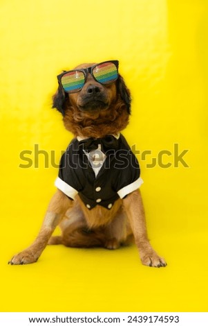 funny picture. Dog dressed in suit and colorful glasses ready to go to party. disco card copy space