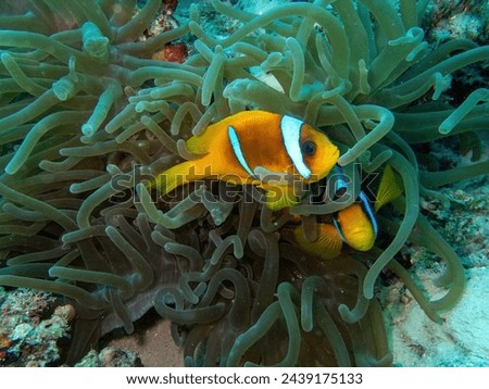 Clownfish in the coral reef during a dive in Bali
