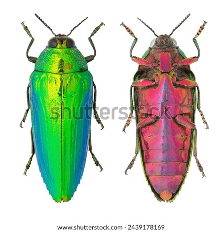 Jewel beetle Callopistus castelnaudi Deyrolle, 1864