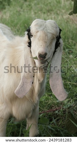 A goat eats leaves in the outdoor, Close-up view.