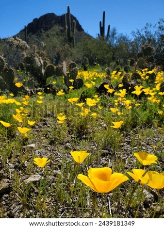 Mexican Gold Poppies, AKA California Poppies, Eschscholzia californica ssp. mexicana. Colorful golden orange flowers blooming in the Sonoran Desert. Saguaro National Park West. Pima County, Arizona. Royalty-Free Stock Photo #2439181349