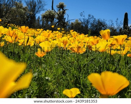Mexican Gold Poppies, AKA California Poppies, Eschscholzia californica ssp. mexicana. Colorful golden orange flowers blooming in the Sonoran Desert. Saguaro National Park West. Pima County, Arizona.