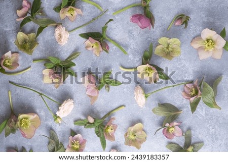 floral flat lay of hellebores on a gray background. Top view. Spring composition, full frame.