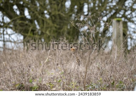 a male stonechat (Saxicola rubicola) perched high on a meadow plant