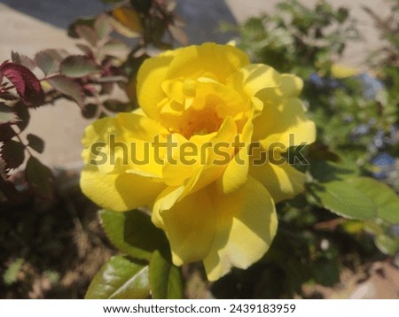 Yellow rose in focus. Yellow rose in ultra focused 