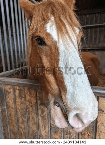 clClose up picture of horse in stable
