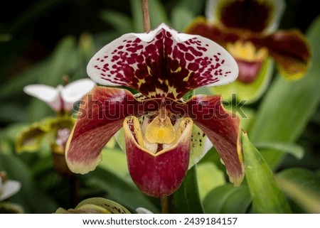 Detailed picture of the Paphiopedilum orchid, Lady Slipper orchid