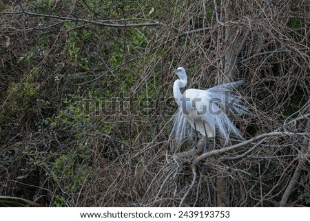 Great Egret at its nest during mating season. Royalty-Free Stock Photo #2439193753