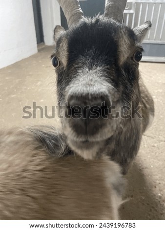 Picture of a cute goat