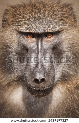 Uganda Olive Baboon Close up Portrait