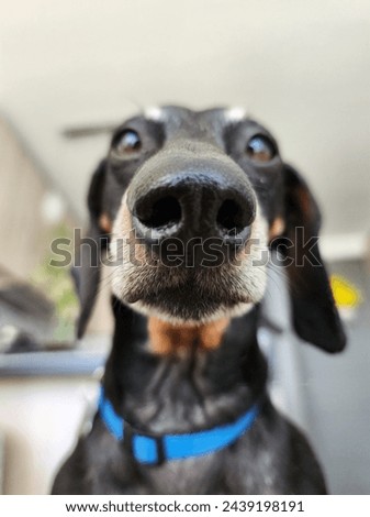 Captivating Portrait: High-Definition Close-Up of a Black Dachshund with Beautiful Eyes and Nose