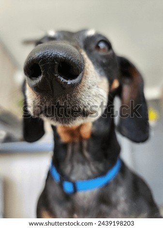 Captivating Portrait: High-Definition Close-Up of a Black Dachshund with Beautiful Eyes and Nose