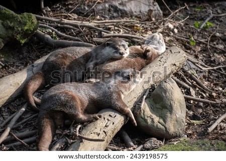 An Asian Small Clawed Otter Playing with the pack in taipei Zoo in Taiwan