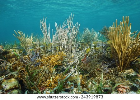 Underwater landscape on a shallow reef with soft corals and tropical fish hidden in the rods, Caribbean sea