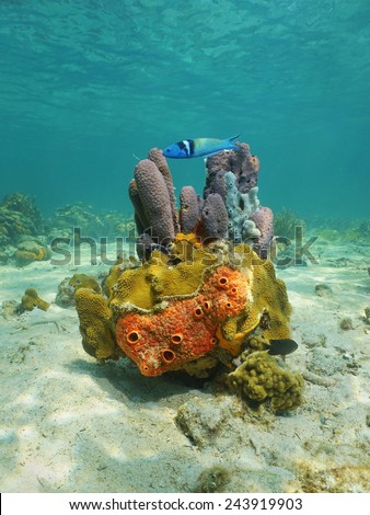 Colorful life underwater on seabed of the Caribbean sea with sponges, coral and a bluehead fish