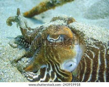Close up view of Common Cuttlefish head and eye, underwater, on seabed of the Mediterranean sea, France
