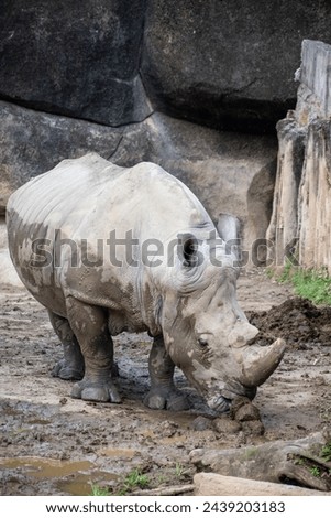 A Rhinoceros playing in mud in the taipei zoo in taiwan 