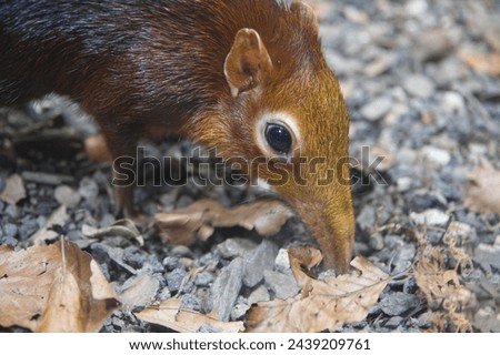 Close up of a Black and rufous elephant shrews sniffing out insects Royalty-Free Stock Photo #2439209761