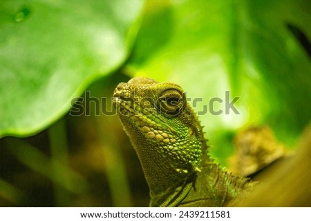 Chinese water dragon (Physignathus cocincinus). Also known as Asian water dragon