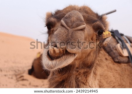Close up funny face portrait of moroccan, cute, hairy camel animal with details like nose, head, eyes, mouth, brown air fur, teeth roaring in sandy wild hot dry african Sahara Desert, Morocco, Africa. Royalty-Free Stock Photo #2439214945